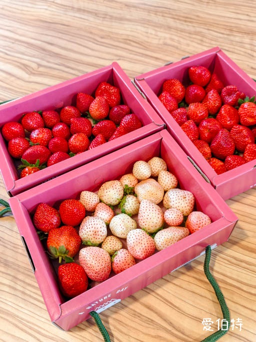 中壢青埔採草莓首選|草莓學校溫室無毒栽植,親子DIY半日遊 @愛伯特