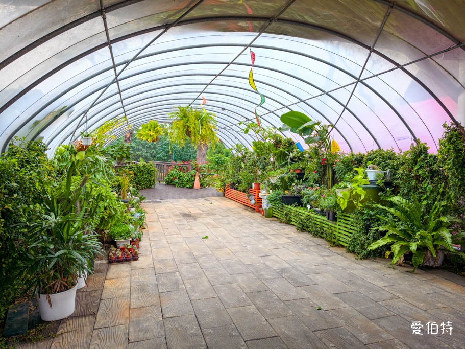 中壢青埔採草莓首選|草莓學校溫室無毒栽植,親子DIY半日遊 @愛伯特