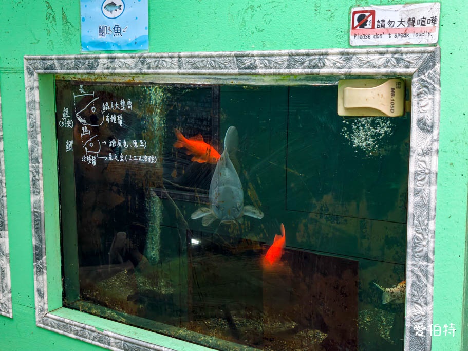 中壢青埔採草莓首選|草莓學校溫室無毒栽植,親子DIY半日遊 @愛伯特