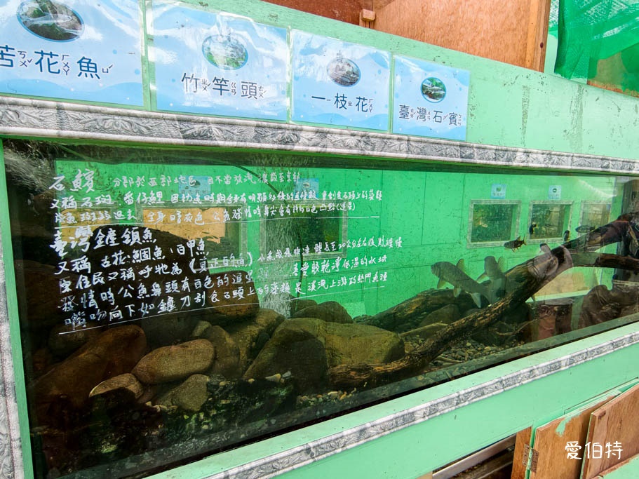 中壢青埔採草莓首選|草莓學校溫室無毒栽植,親子DIY半日遊 @愛伯特