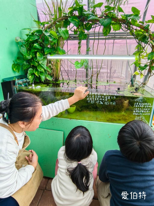 中壢青埔採草莓首選|草莓學校溫室無毒栽植,親子DIY半日遊 @愛伯特