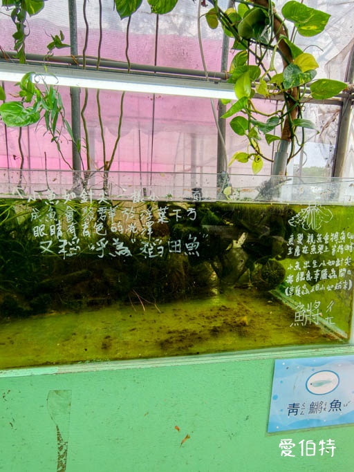 中壢青埔採草莓首選|草莓學校溫室無毒栽植,親子DIY半日遊 @愛伯特