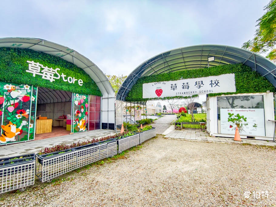 中壢青埔採草莓首選|草莓學校溫室無毒栽植,親子DIY半日遊 @愛伯特