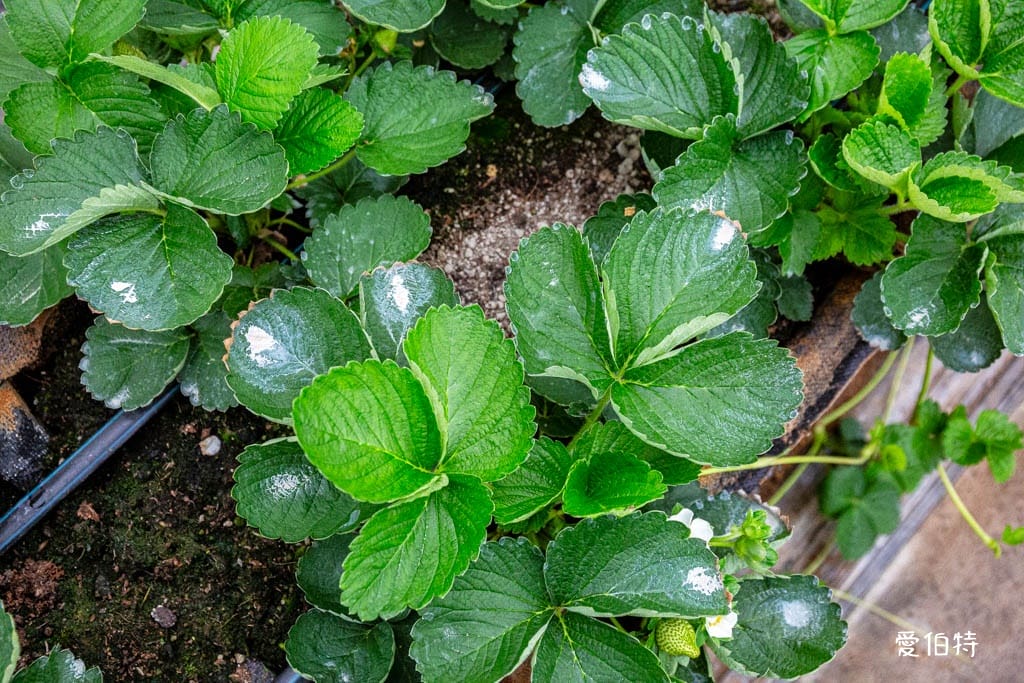 桃園中壢草莓園推薦｜玄盛發農場，採草莓/摘玉女小番茄雙重享受