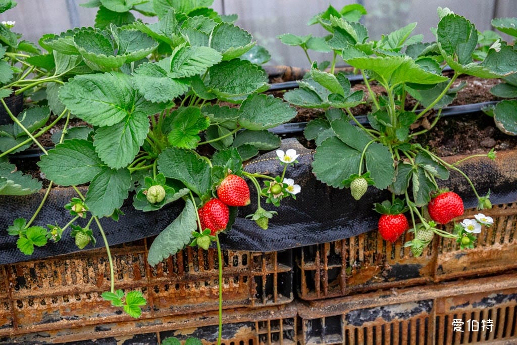桃園中壢草莓園推薦｜玄盛發農場，採草莓/摘玉女小番茄雙重享受