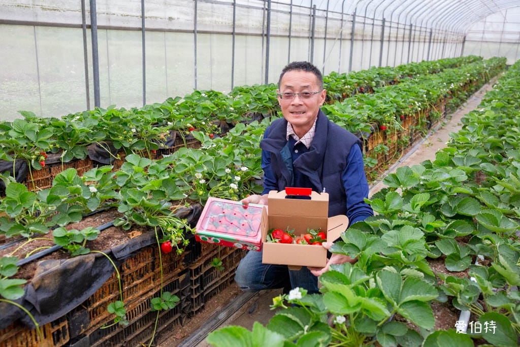 桃園中壢草莓園推薦｜玄盛發農場，採草莓/摘玉女小番茄雙重享受
