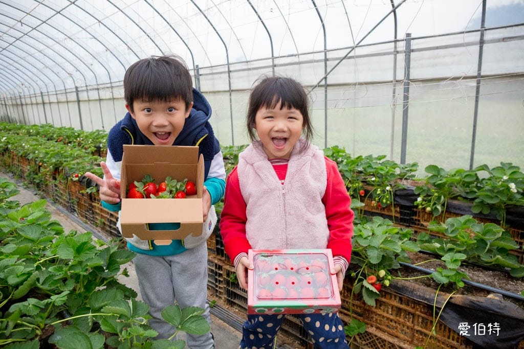 桃園中壢草莓園推薦｜玄盛發農場，採草莓/摘玉女小番茄雙重享受
