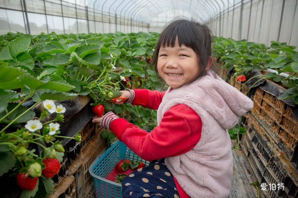 桃園中壢草莓園推薦｜玄盛發農場，採草莓/摘玉女小番茄雙重享受