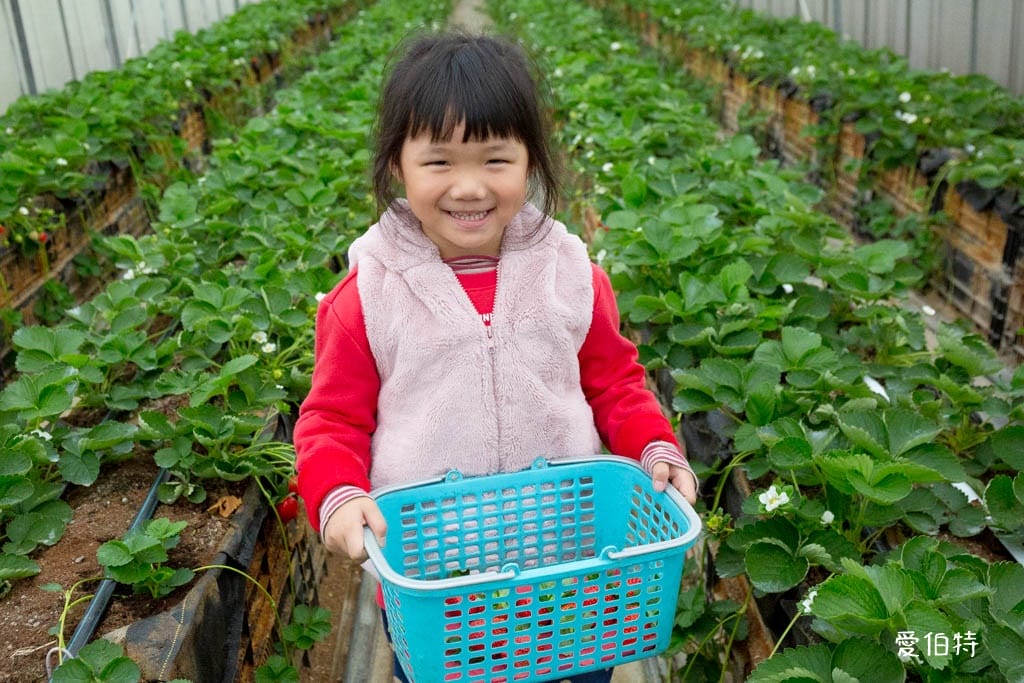 桃園中壢草莓園推薦｜玄盛發農場，採草莓/摘玉女小番茄雙重享受