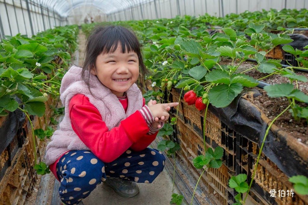 桃園中壢草莓園推薦｜玄盛發農場，採草莓/摘玉女小番茄雙重享受