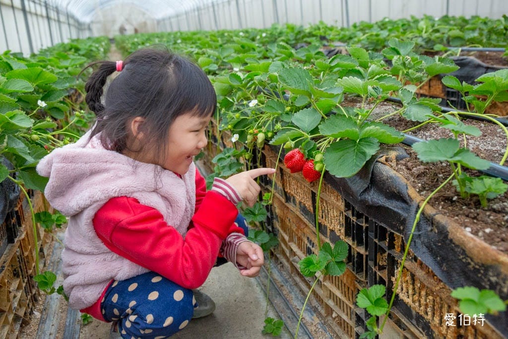 桃園中壢草莓園推薦｜玄盛發農場，採草莓/摘玉女小番茄雙重享受