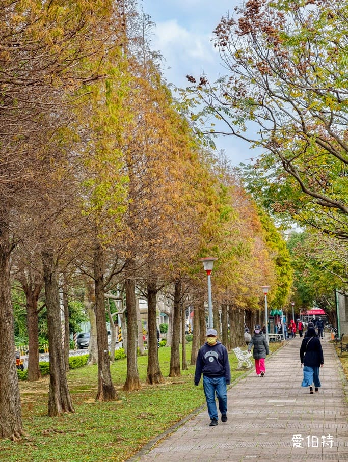 桃園落羽松推薦｜玉山公園落羽松，市區公園內親子安全好拍免門票