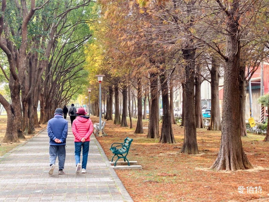 桃園落羽松推薦｜玉山公園落羽松，市區公園內親子安全好拍免門票