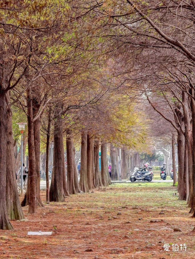 桃園落羽松推薦｜玉山公園落羽松，市區公園內親子安全好拍免門票