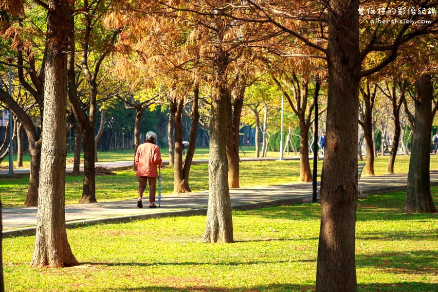 桃園落羽松推薦｜玉山公園落羽松，市區公園內親子安全好拍免門票