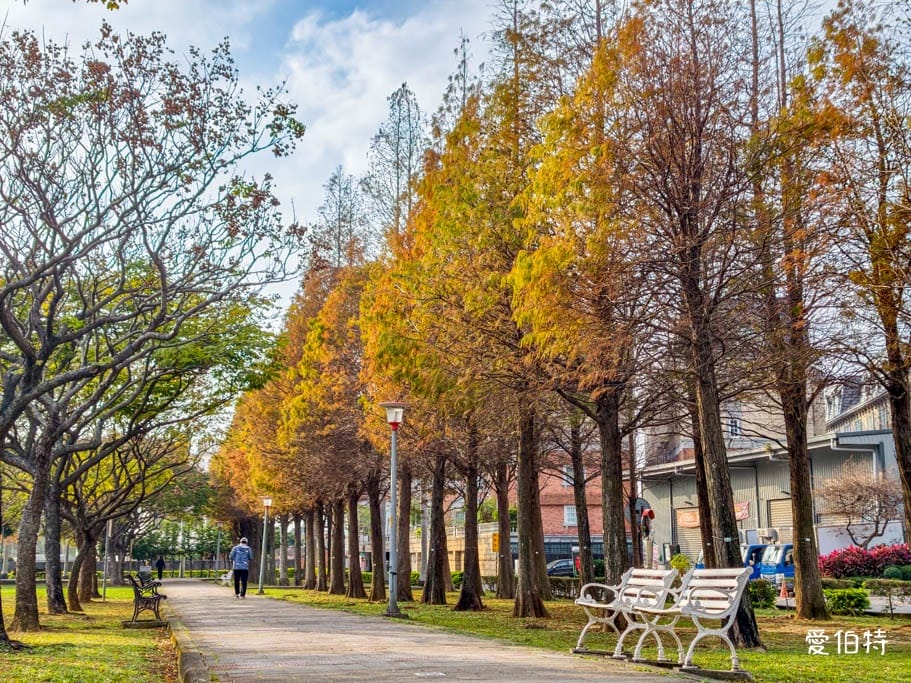 桃園落羽松推薦｜玉山公園落羽松，市區公園內親子安全好拍免門票