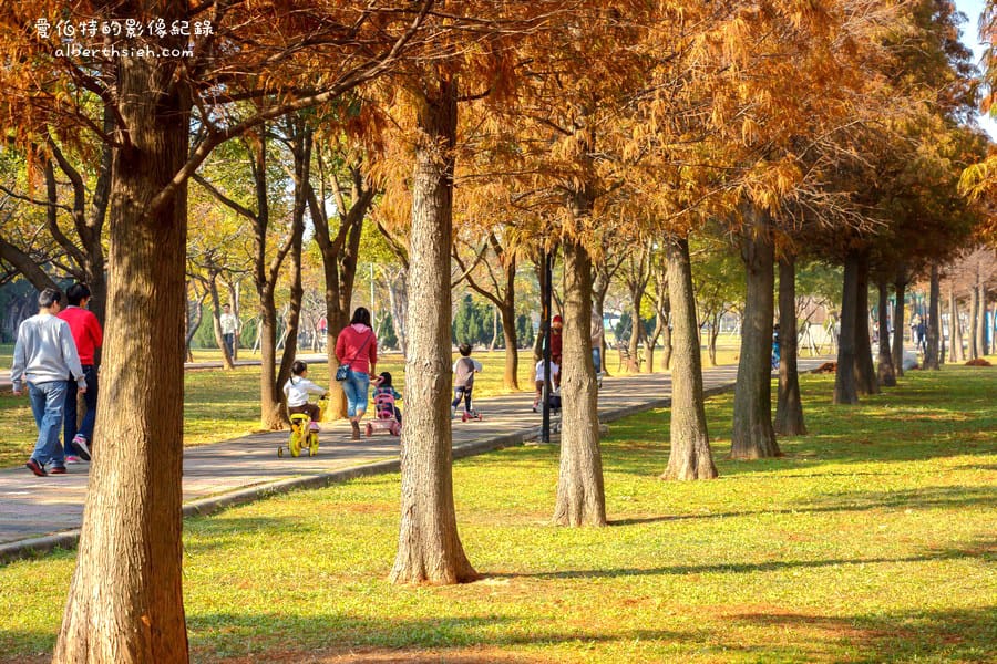 桃園落羽松推薦｜玉山公園落羽松，市區公園內親子安全好拍免門票