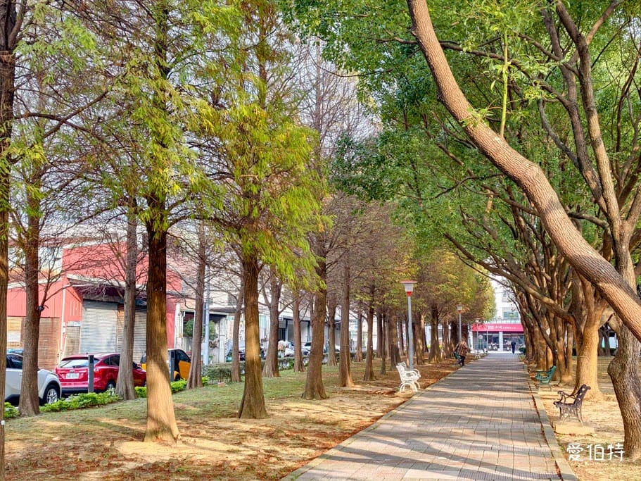 桃園落羽松推薦｜玉山公園落羽松，市區公園內親子安全好拍免門票
