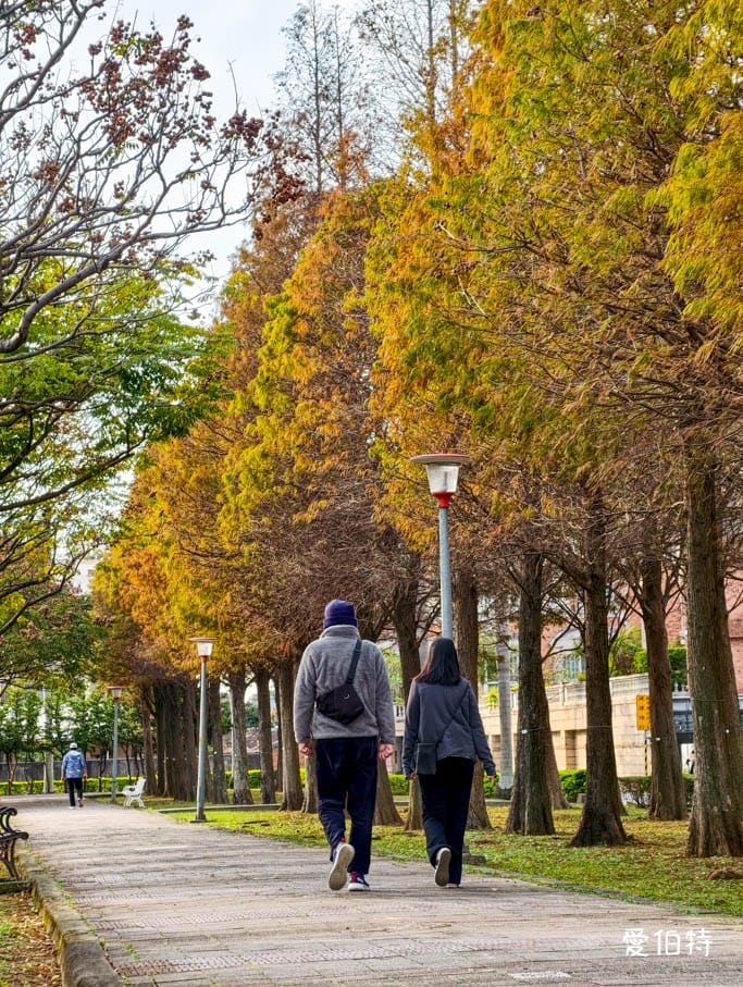 桃園落羽松推薦｜玉山公園落羽松，市區公園內親子安全好拍免門票