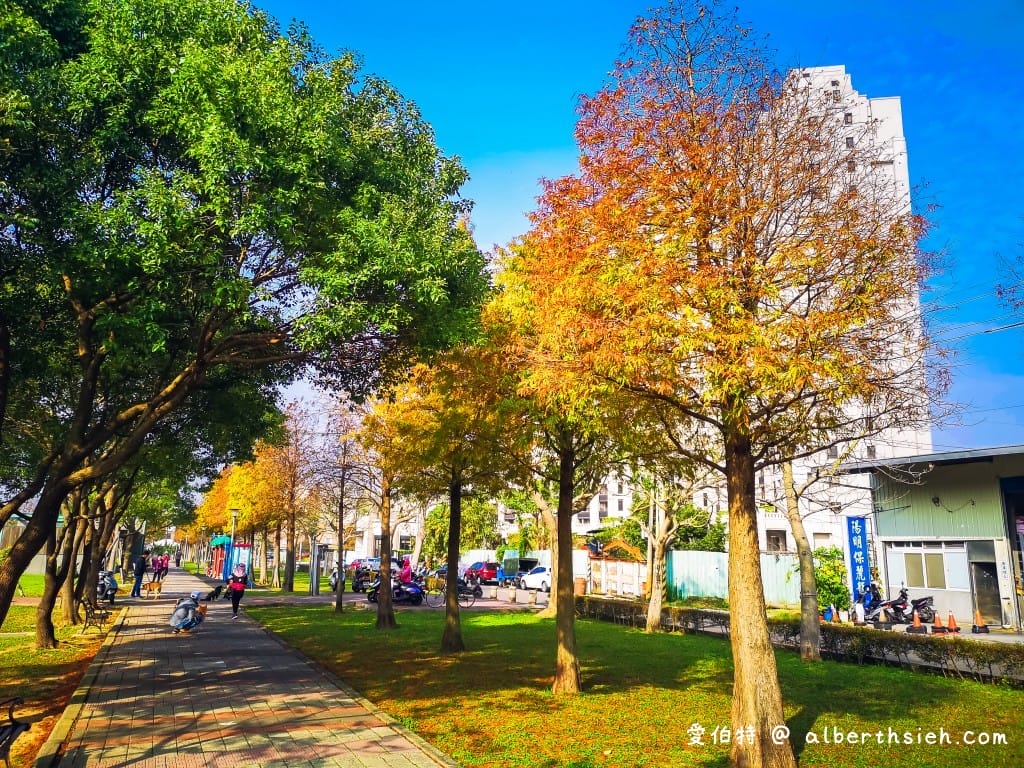 桃園落羽松推薦｜玉山公園落羽松，市區公園內親子安全好拍免門票