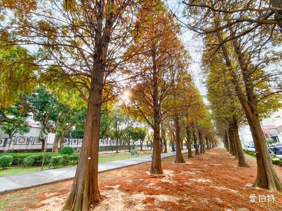 桃園落羽松推薦｜玉山公園落羽松，市區公園內親子安全好拍免門票