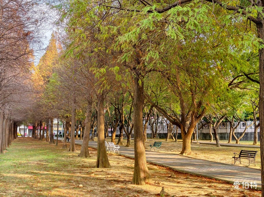 桃園落羽松推薦｜玉山公園落羽松，市區公園內親子安全好拍免門票