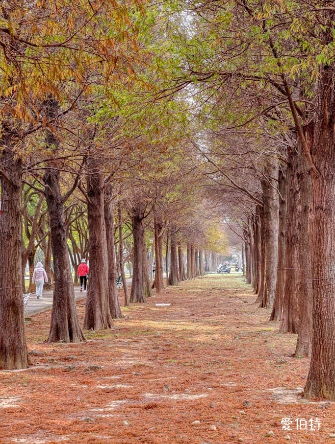 桃園落羽松推薦｜玉山公園落羽松，市區公園內親子安全好拍免門票