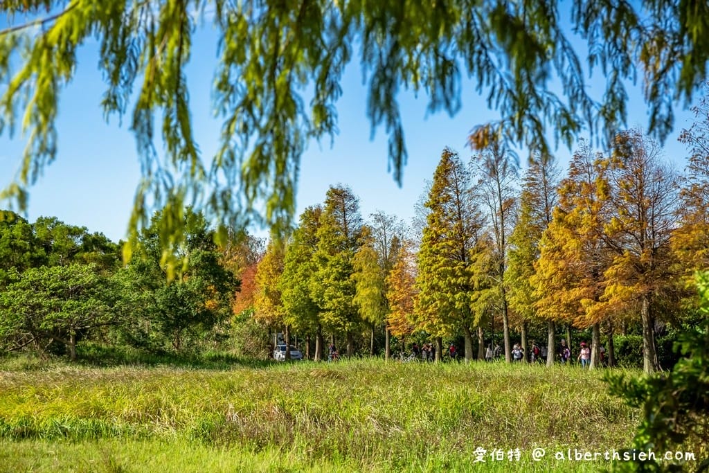 2026桃園落羽松哪裡有？十大秘境景點