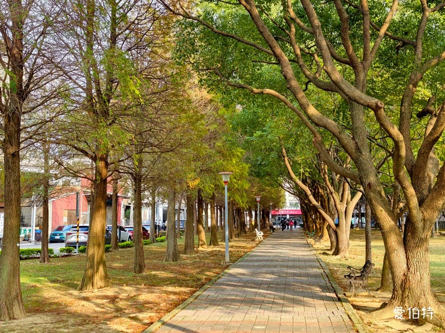 桃園落羽松推薦｜玉山公園落羽松，市區公園內親子安全好拍免門票