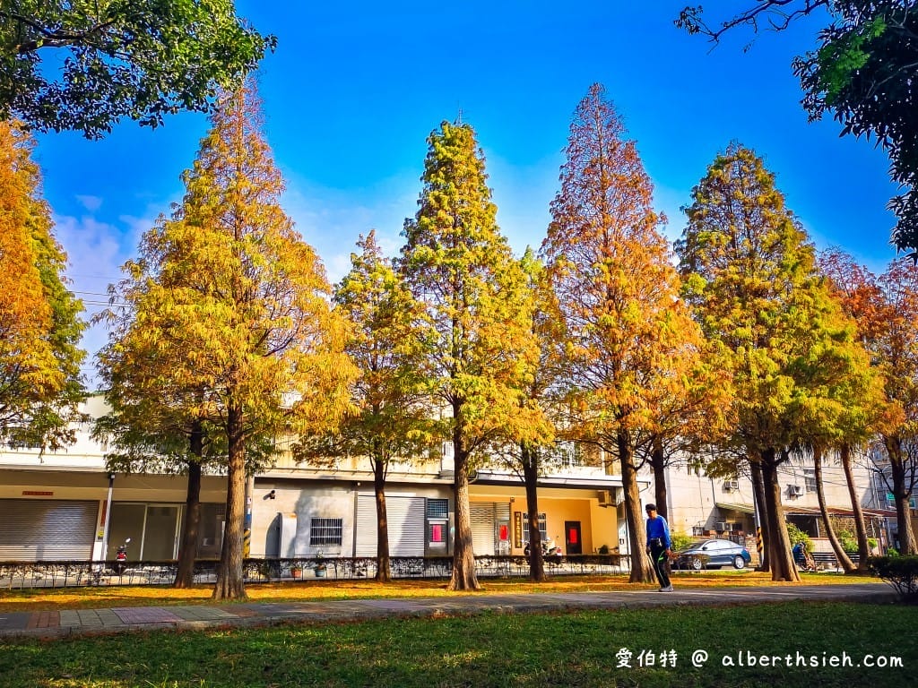 桃園落羽松推薦｜玉山公園落羽松，市區公園內親子安全好拍免門票