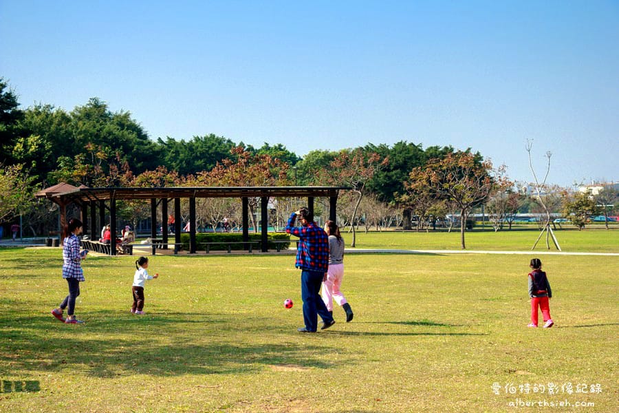 桃園落羽松推薦｜玉山公園落羽松，市區公園內親子安全好拍免門票