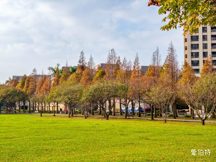 桃園落羽松推薦｜玉山公園落羽松，市區公園內親子安全好拍免門票