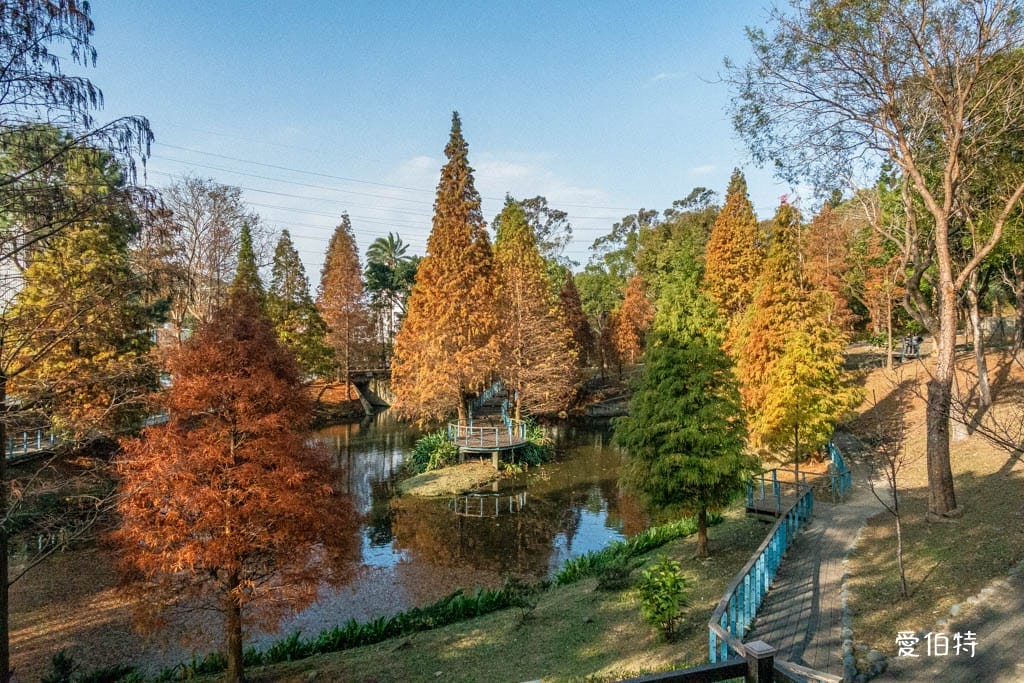長庚養生文化村-落羽松公園|桃園龜山漫步於湖畔落羽松隧道 - 第10張圖 長庚養生文化村-落羽松公園|桃園龜山漫步於湖畔落羽松隧道