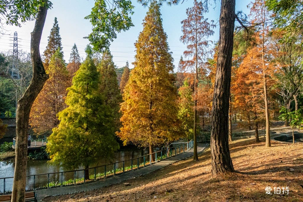 長庚養生文化村-落羽松公園|桃園龜山漫步於湖畔落羽松隧道 - 第12張圖 長庚養生文化村-落羽松公園|桃園龜山漫步於湖畔落羽松隧道