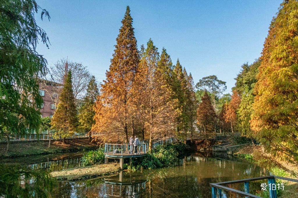 長庚養生文化村-落羽松公園|桃園龜山漫步於湖畔落羽松隧道 - 第11張圖 長庚養生文化村-落羽松公園|桃園龜山漫步於湖畔落羽松隧道