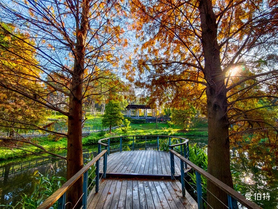 長庚養生文化村-落羽松公園|桃園龜山漫步於湖畔落羽松隧道 - 第5張圖 長庚養生文化村-落羽松公園|桃園龜山漫步於湖畔落羽松隧道