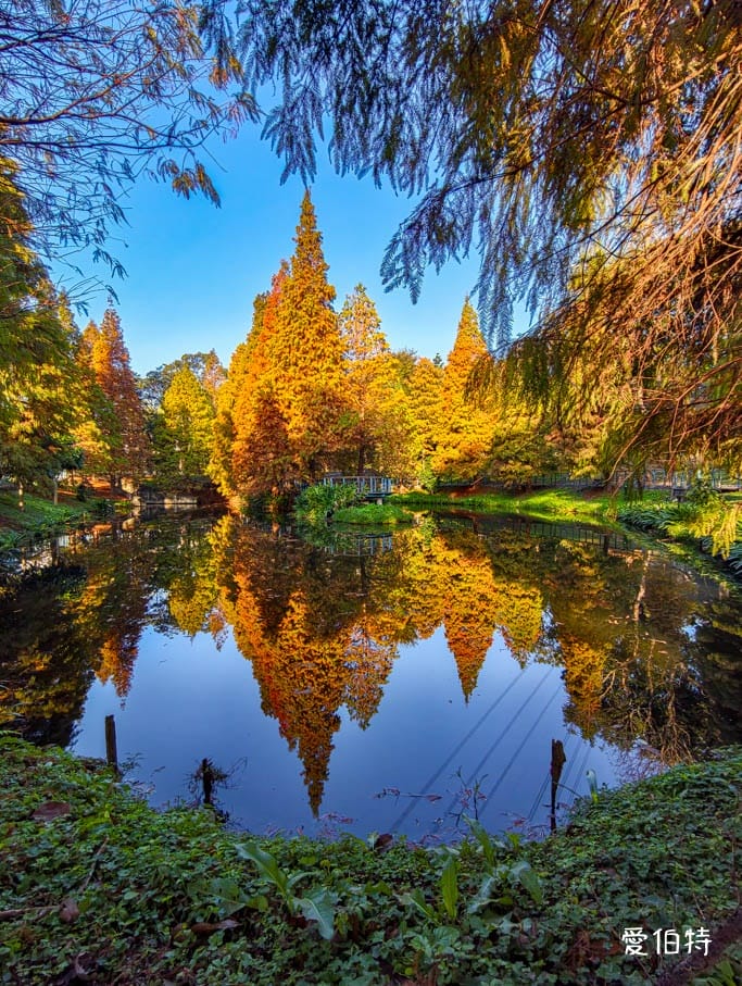 長庚養生文化村-落羽松公園|桃園龜山漫步於湖畔落羽松隧道 - 第9張圖 長庚養生文化村-落羽松公園|桃園龜山漫步於湖畔落羽松隧道