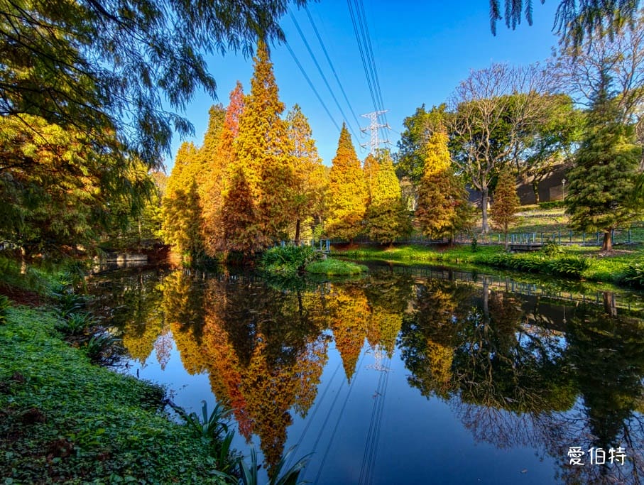 長庚養生文化村-落羽松公園|桃園龜山漫步於湖畔落羽松隧道 - 第2張圖 長庚養生文化村-落羽松公園|桃園龜山漫步於湖畔落羽松隧道