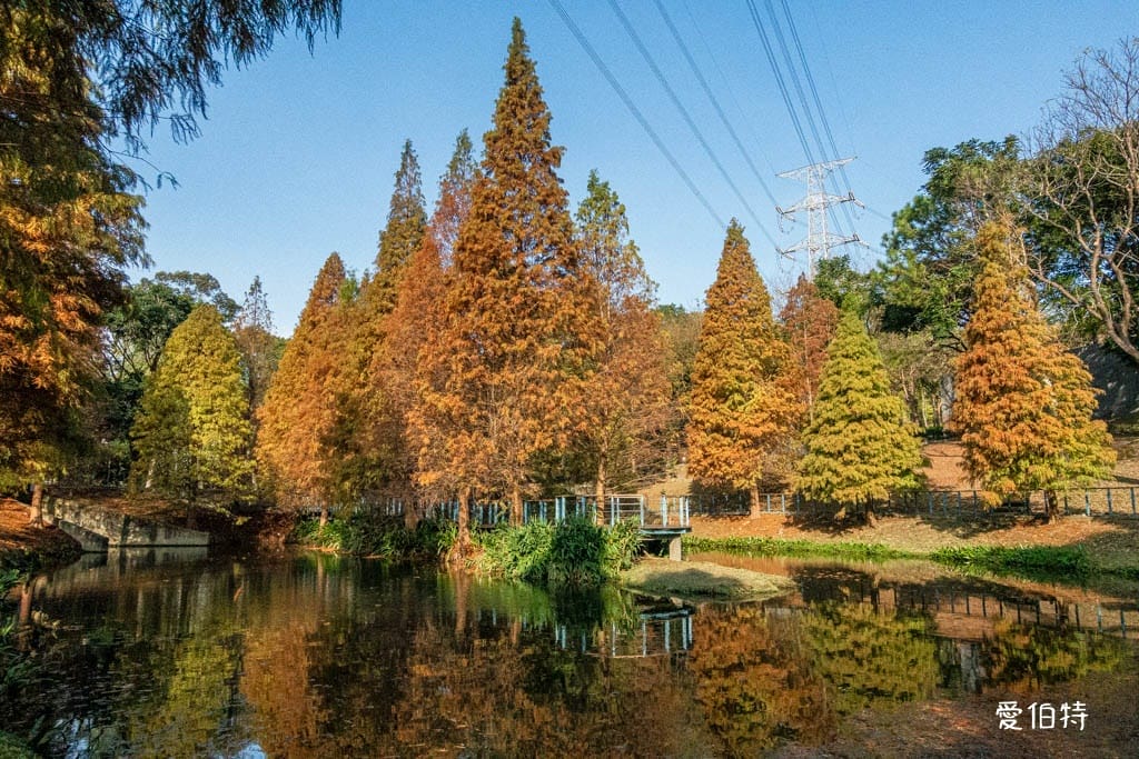 長庚養生文化村-落羽松公園|桃園龜山漫步於湖畔落羽松隧道 - 第13張圖 長庚養生文化村-落羽松公園|桃園龜山漫步於湖畔落羽松隧道