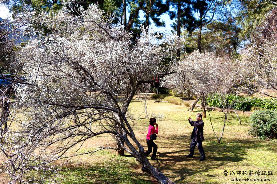 角板山行館梅花季｜桃園復興景點，梅園花況即時影像，撲鼻聞著梅花香