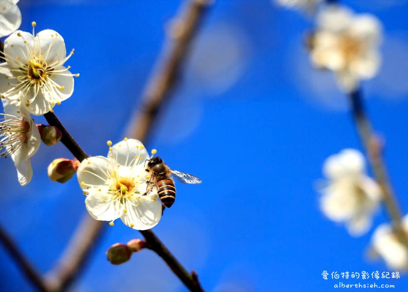 角板山行館梅花季｜桃園復興景點，梅園花況即時影像，撲鼻聞著梅花香