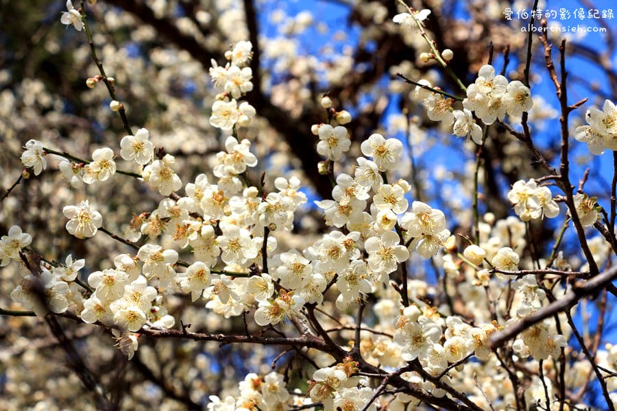 角板山行館梅花季｜桃園復興景點，梅園花況即時影像，撲鼻聞著梅花香