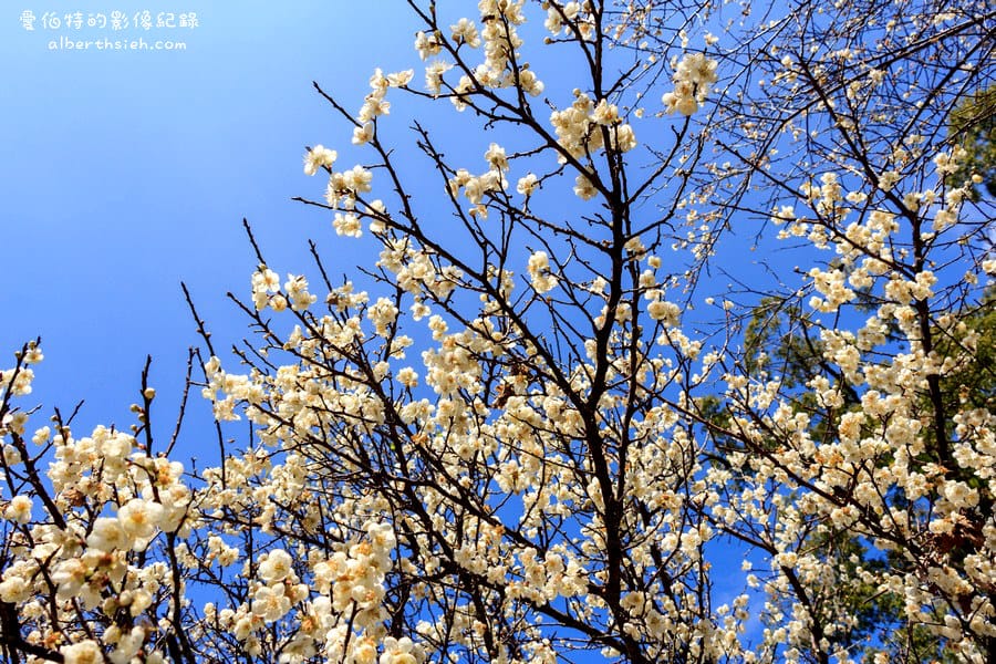 角板山行館梅花季｜桃園復興景點，梅園花況即時影像，撲鼻聞著梅花香
