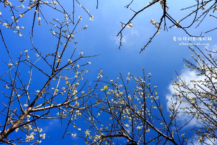 角板山行館梅花季｜桃園復興景點，梅園花況即時影像，撲鼻聞著梅花香