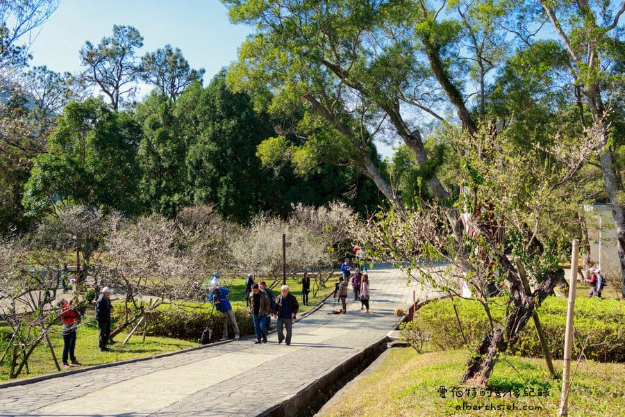 角板山行館梅花季｜桃園復興景點，梅園花況即時影像，撲鼻聞著梅花香