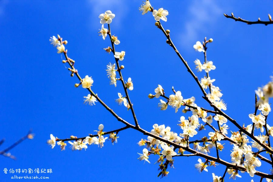 角板山行館梅花季｜桃園復興景點，梅園花況即時影像，撲鼻聞著梅花香