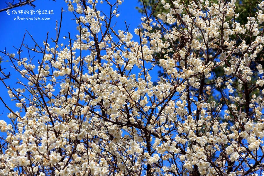 角板山行館梅花季｜桃園復興景點，梅園花況即時影像，撲鼻聞著梅花香