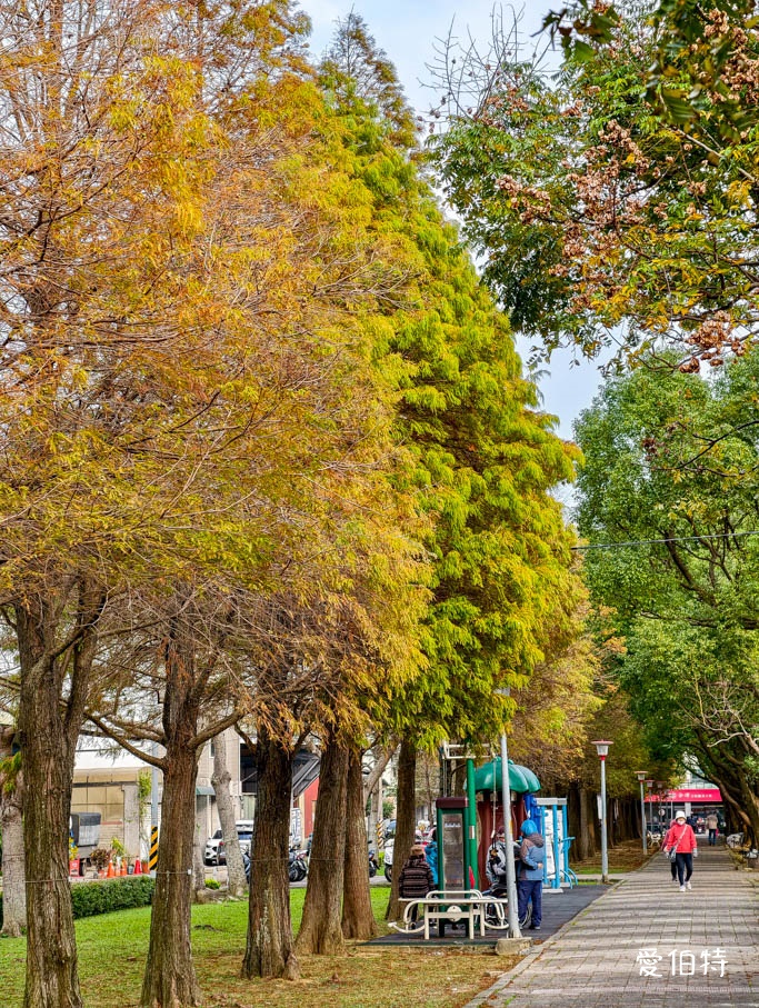 桃園落羽松推薦|玉山公園落羽松,市區公園內親子安全好拍免門票 @愛伯特