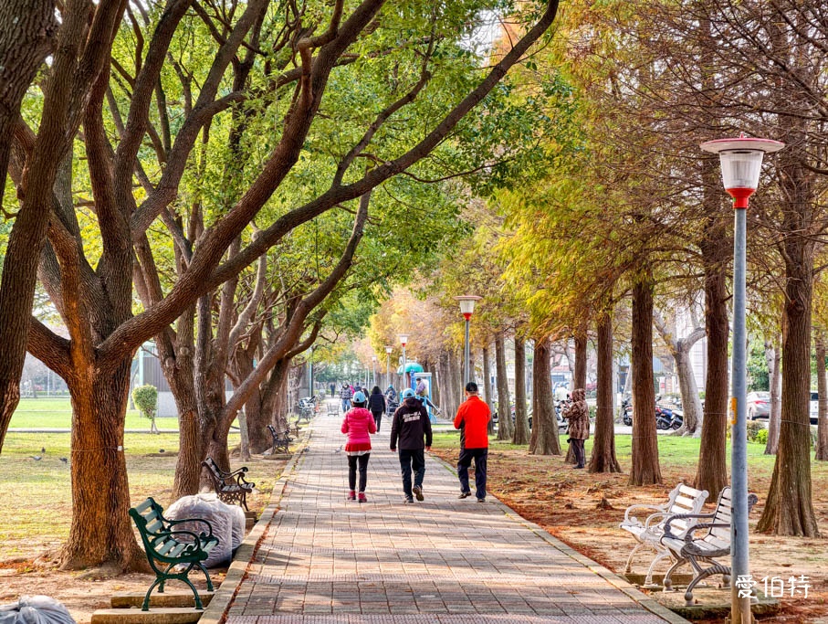 桃園落羽松推薦｜玉山公園落羽松，市區公園內親子安全好拍免門票 @愛伯特