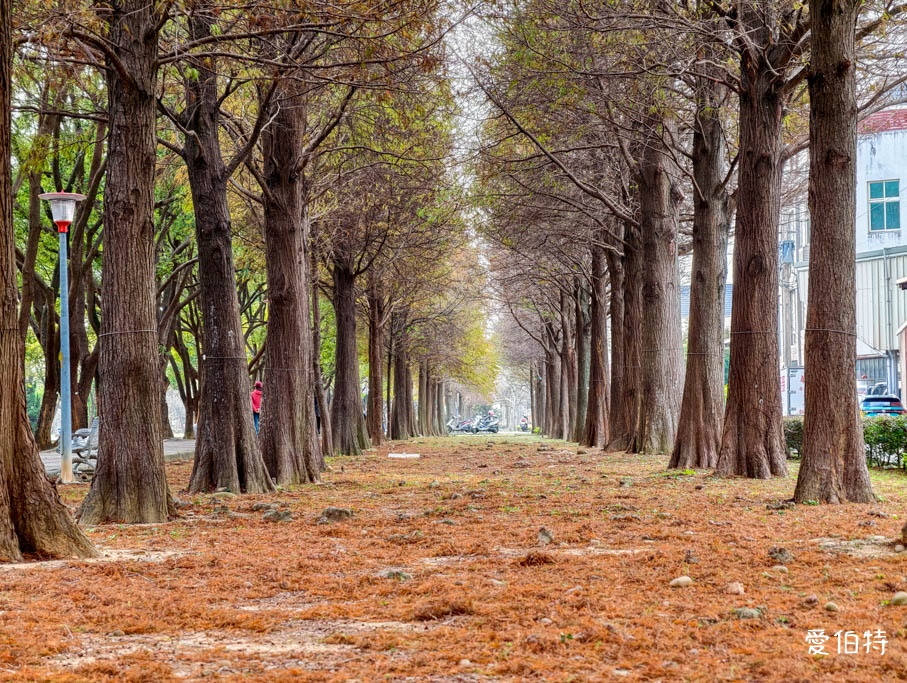 桃園落羽松推薦｜玉山公園落羽松，市區公園內親子安全好拍免門票 @愛伯特